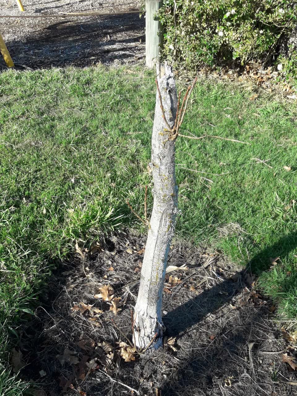 The photograph attached to this parks report