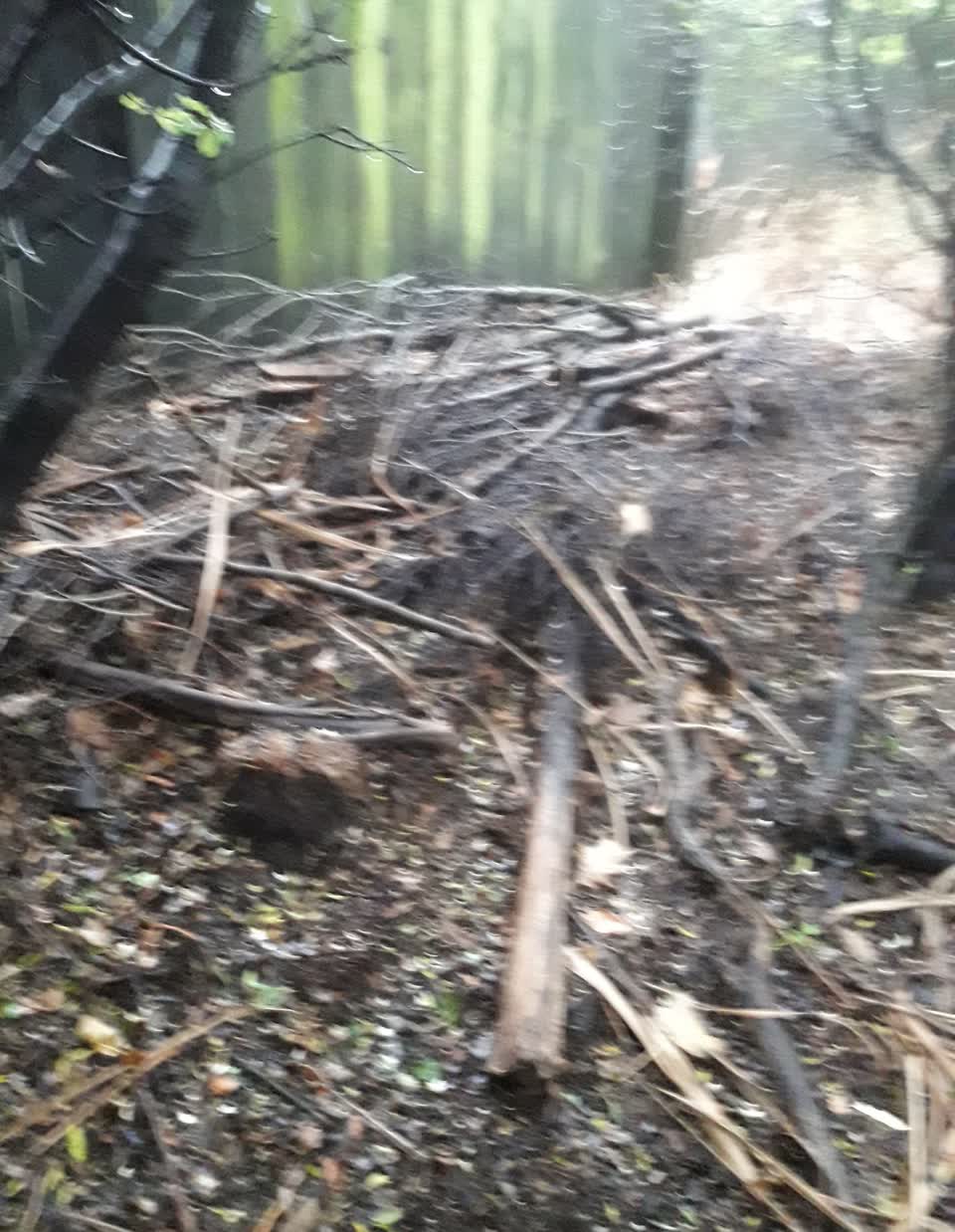 The photograph attached to this parks report