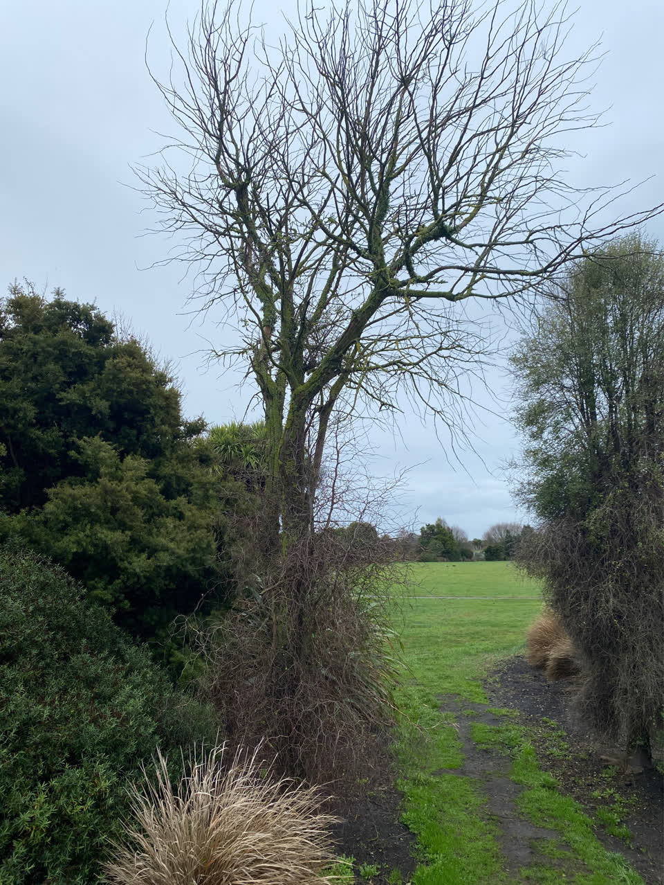 The photograph attached to this parks report