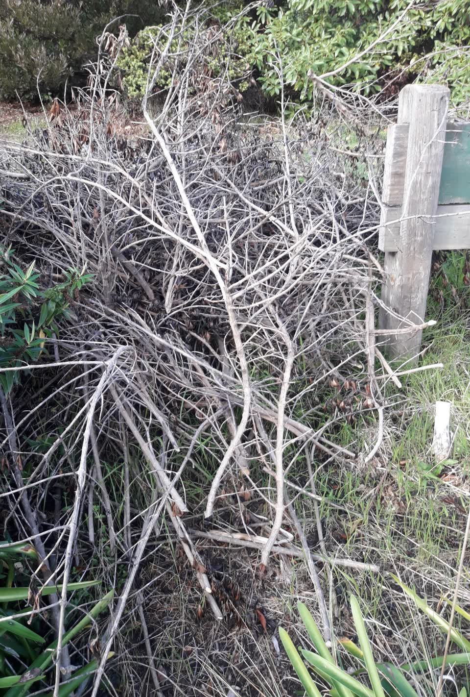 The photograph attached to this parks report