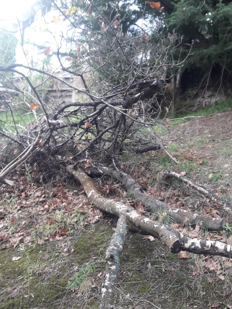 The photograph attached to this parks report