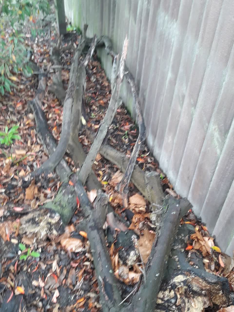 The photograph attached to this parks report