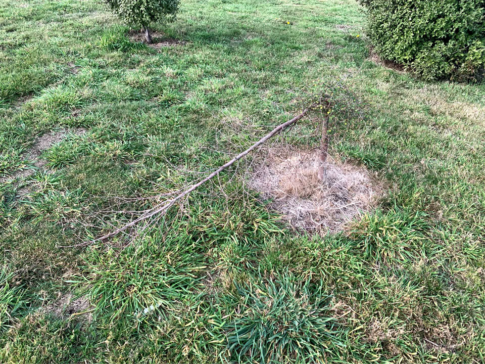The photograph attached to this parks report
