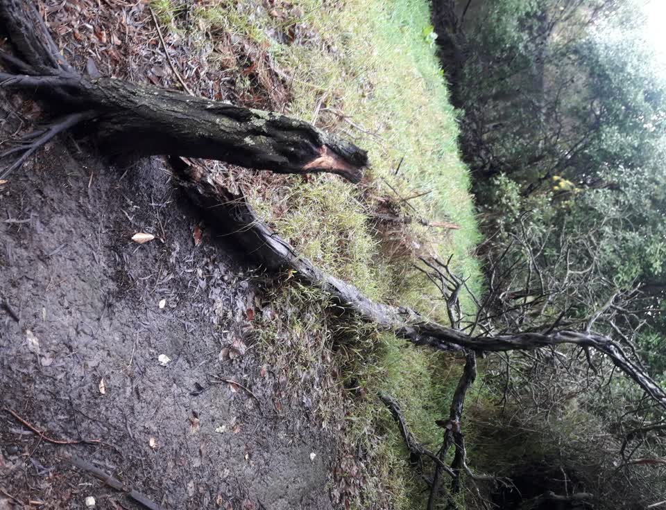 The photograph attached to this parks report