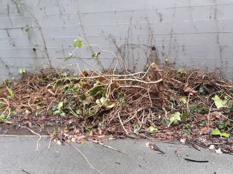 Rubbish/Recycling, a report photo