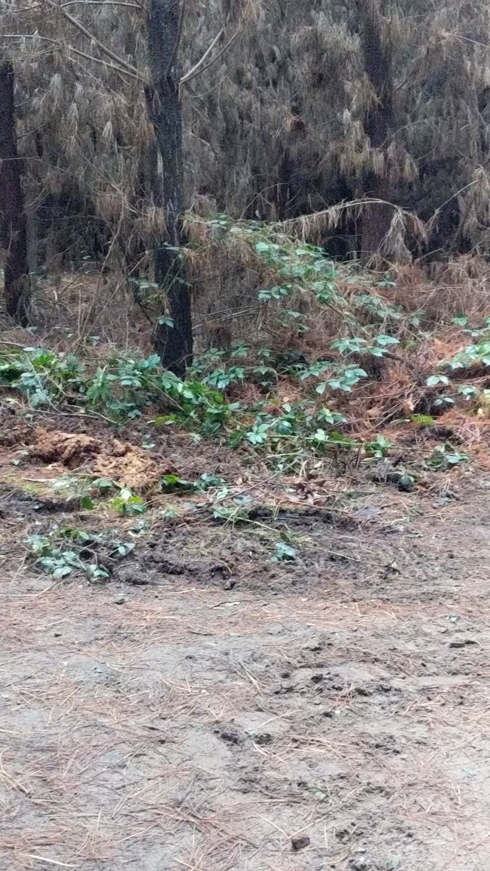 The photograph attached to this parks report
