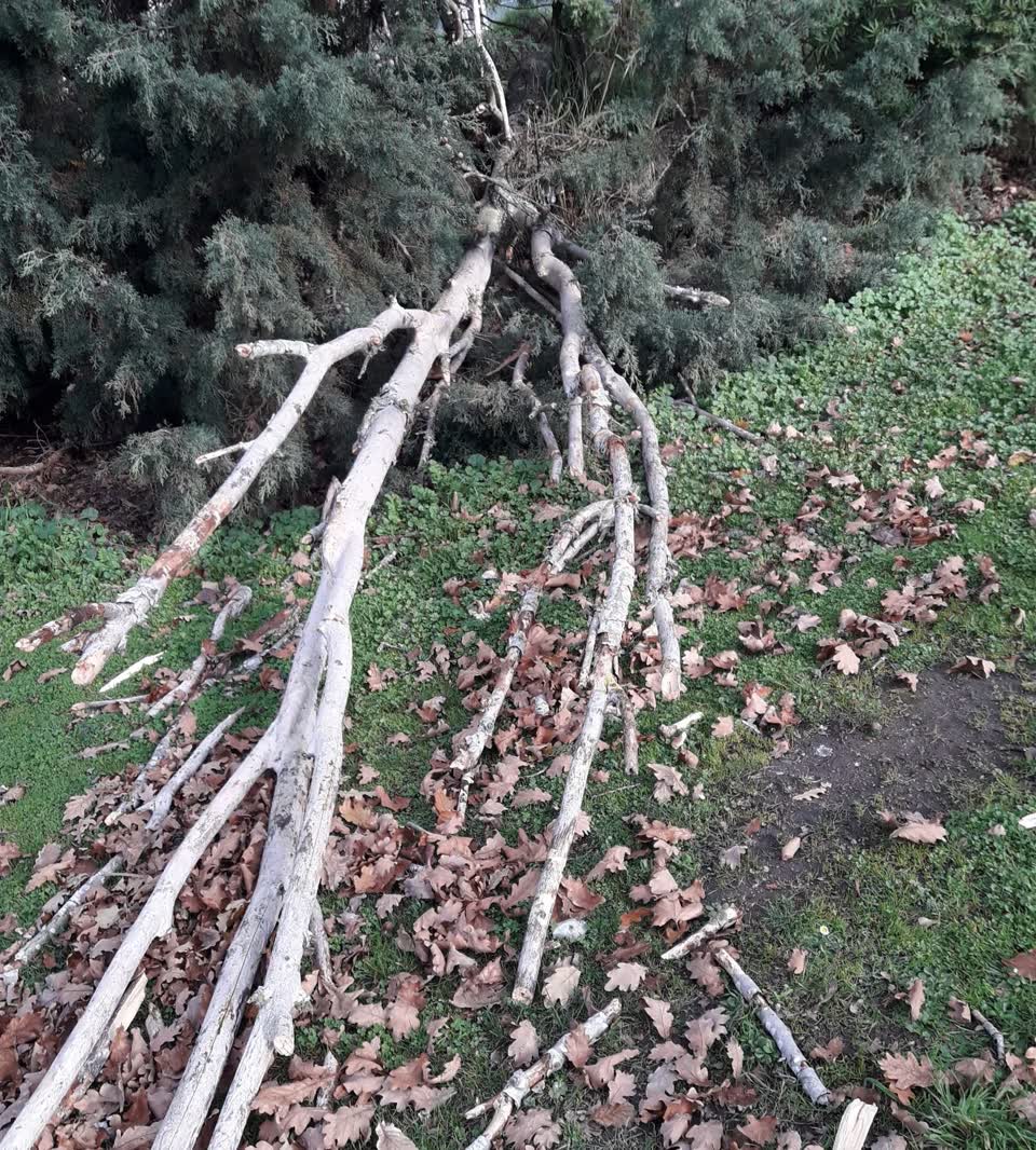 The photograph attached to this parks report