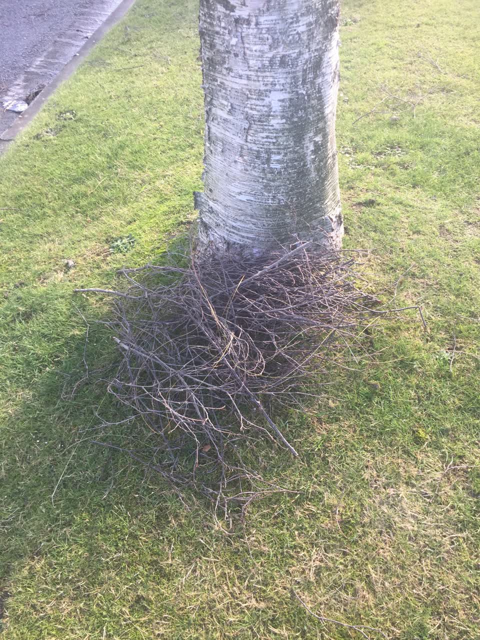 The photograph attached to this parks report