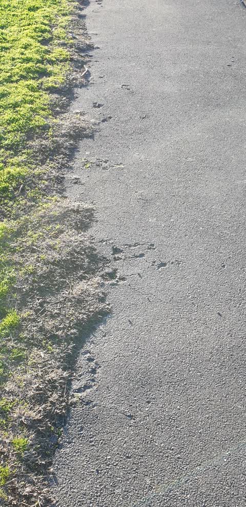 Roading/Streets, a report photo