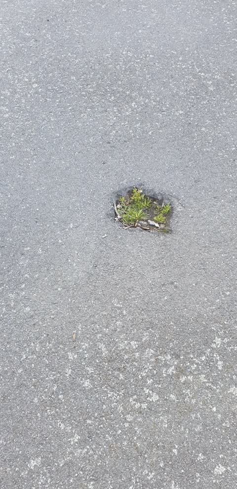 Roading/Streets, a report photo