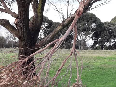 Parks, a report photo