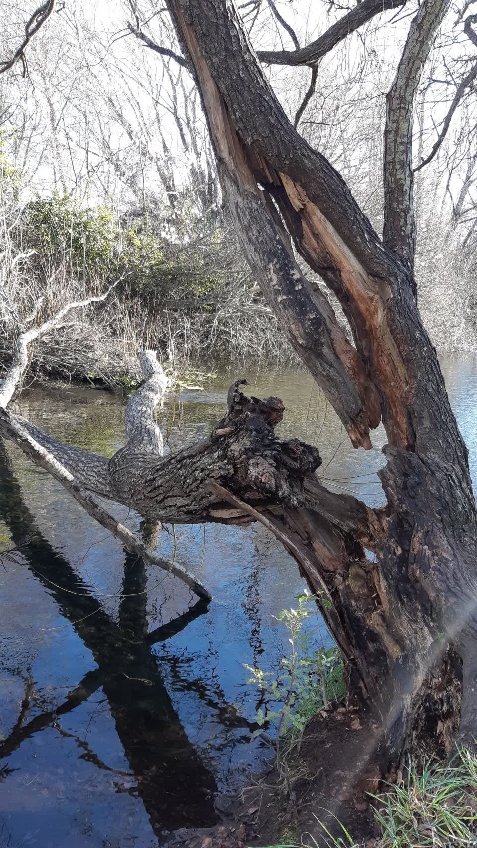 The photograph attached to this parks report