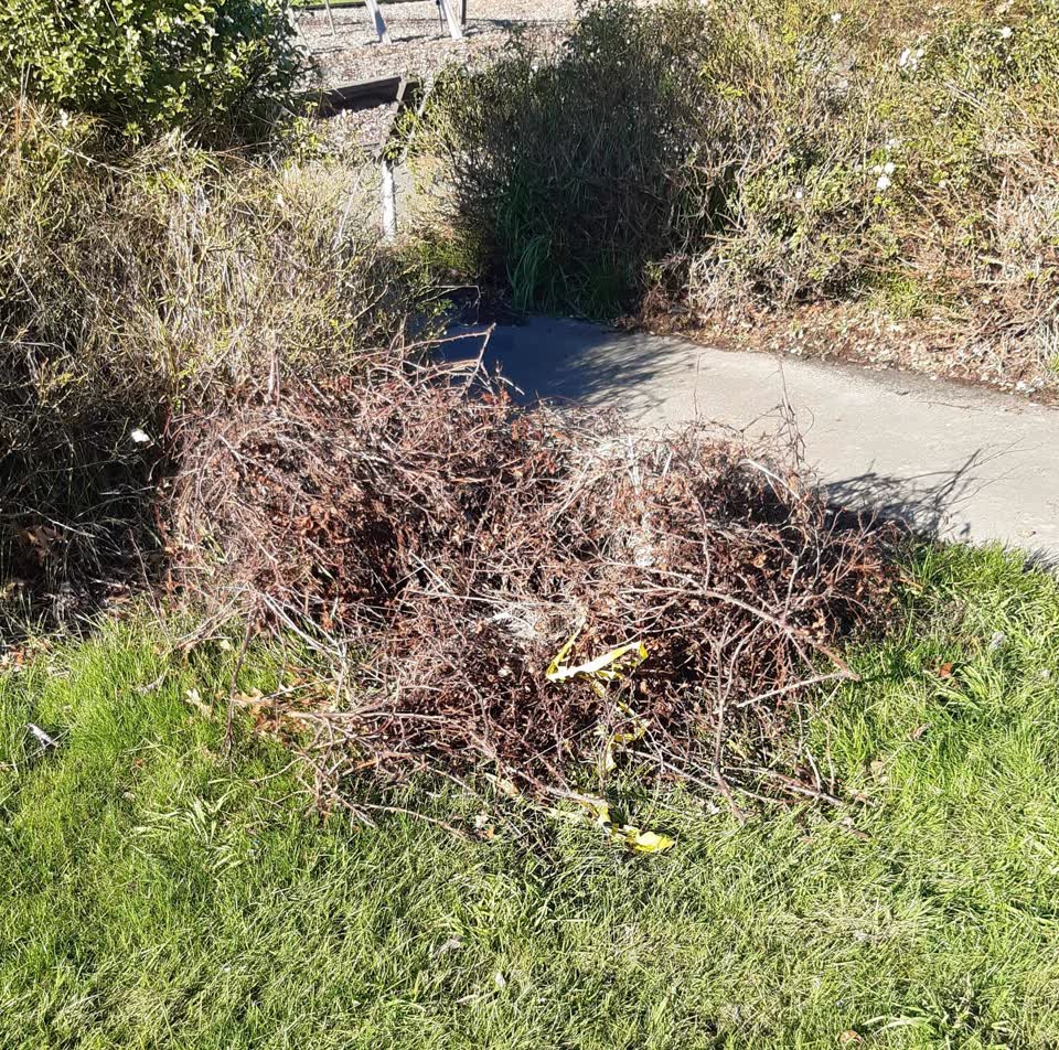 The photograph attached to this parks report