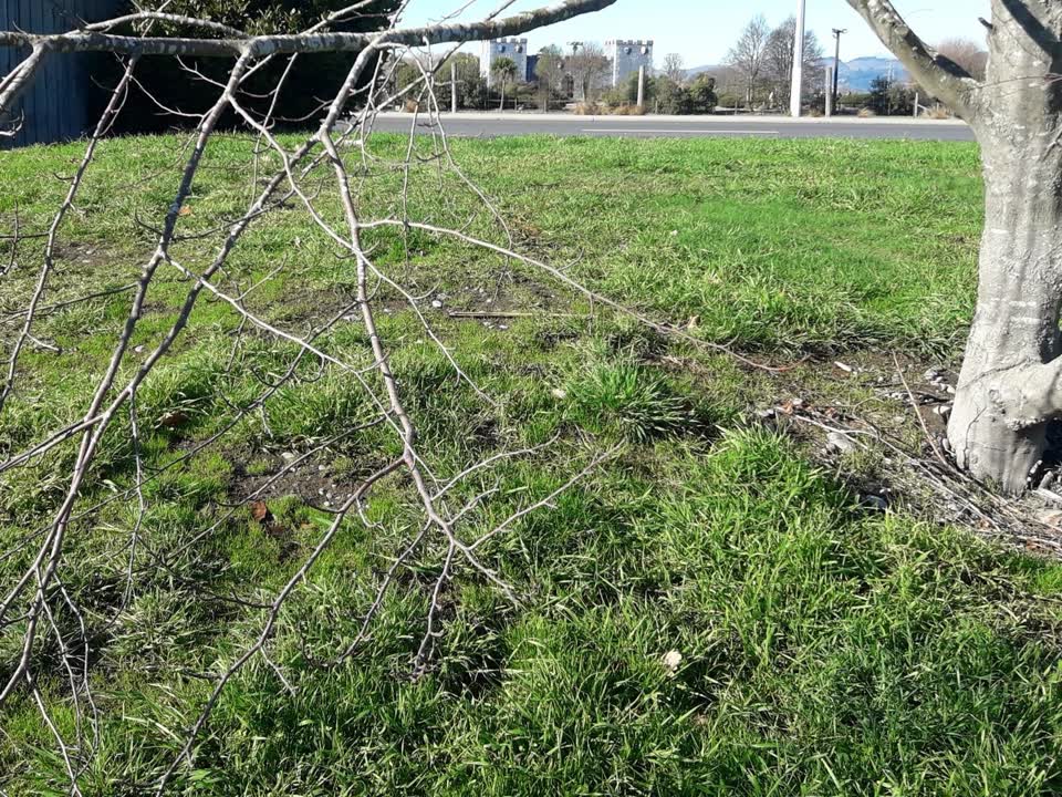 The photograph attached to this parks report