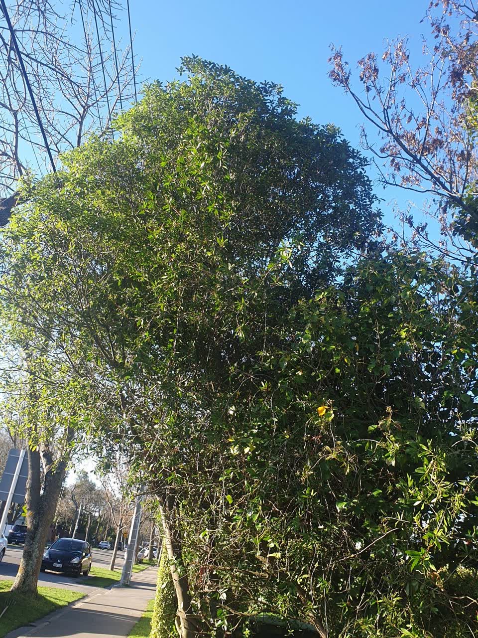 The photograph attached to this parks report