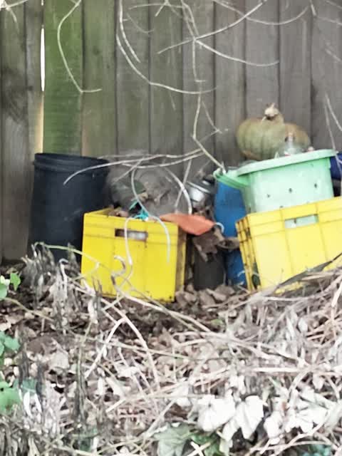 Rubbish/Recycling, a report photo