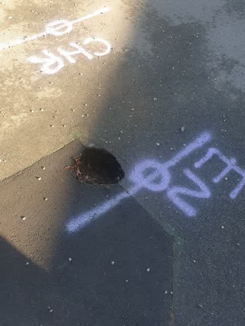 Roading/Streets, a report photo