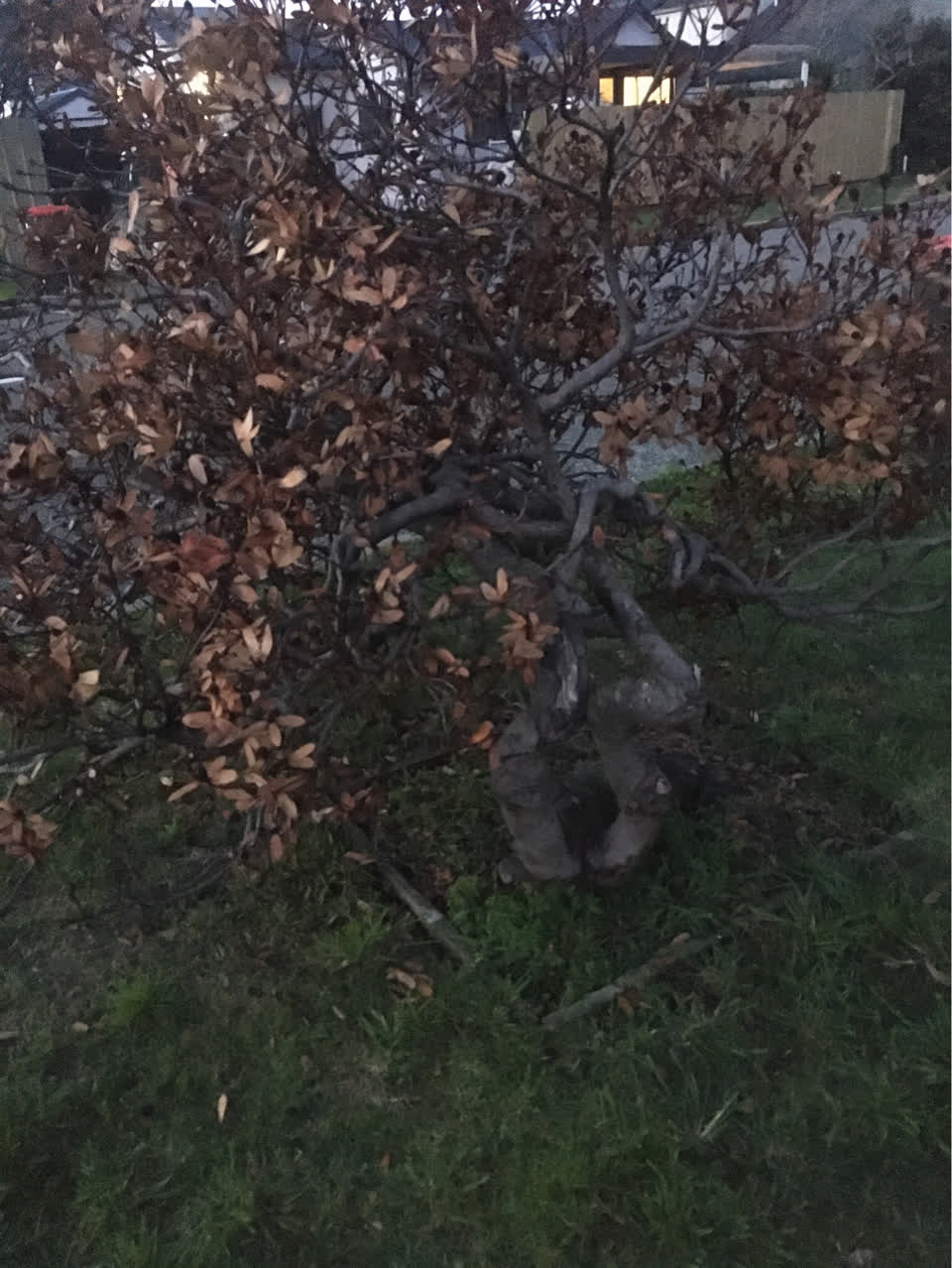 The photograph attached to this parks report