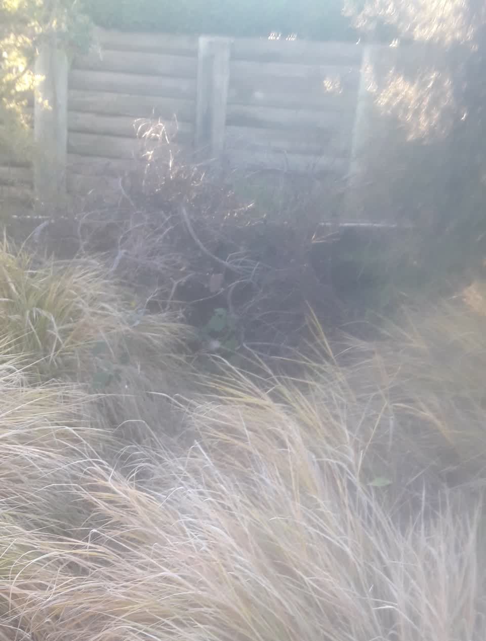 The photograph attached to this parks report