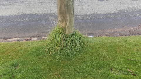 Roading/Streets, a report photo