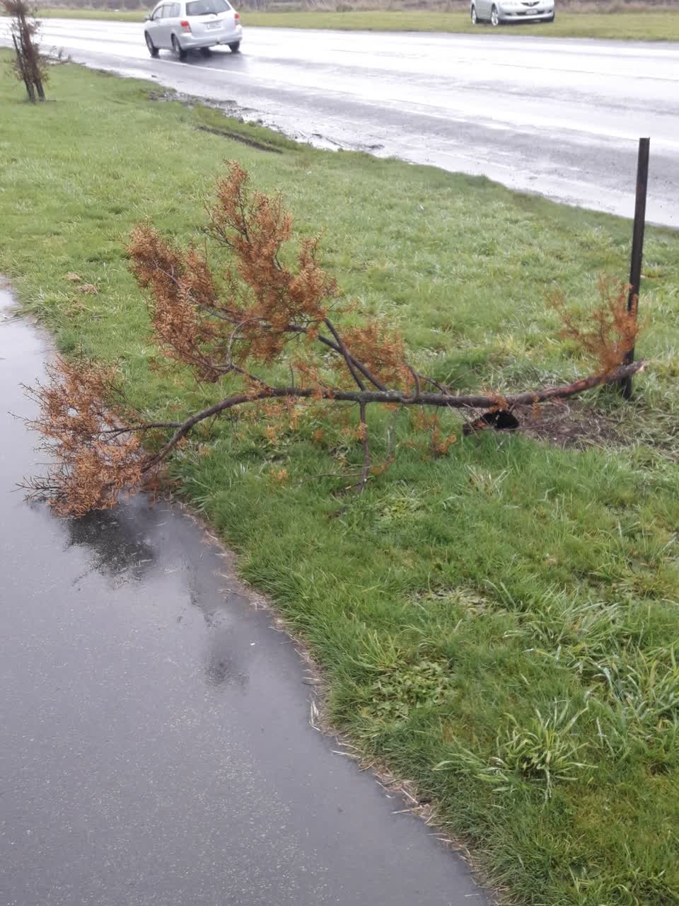 The photograph attached to this parks report
