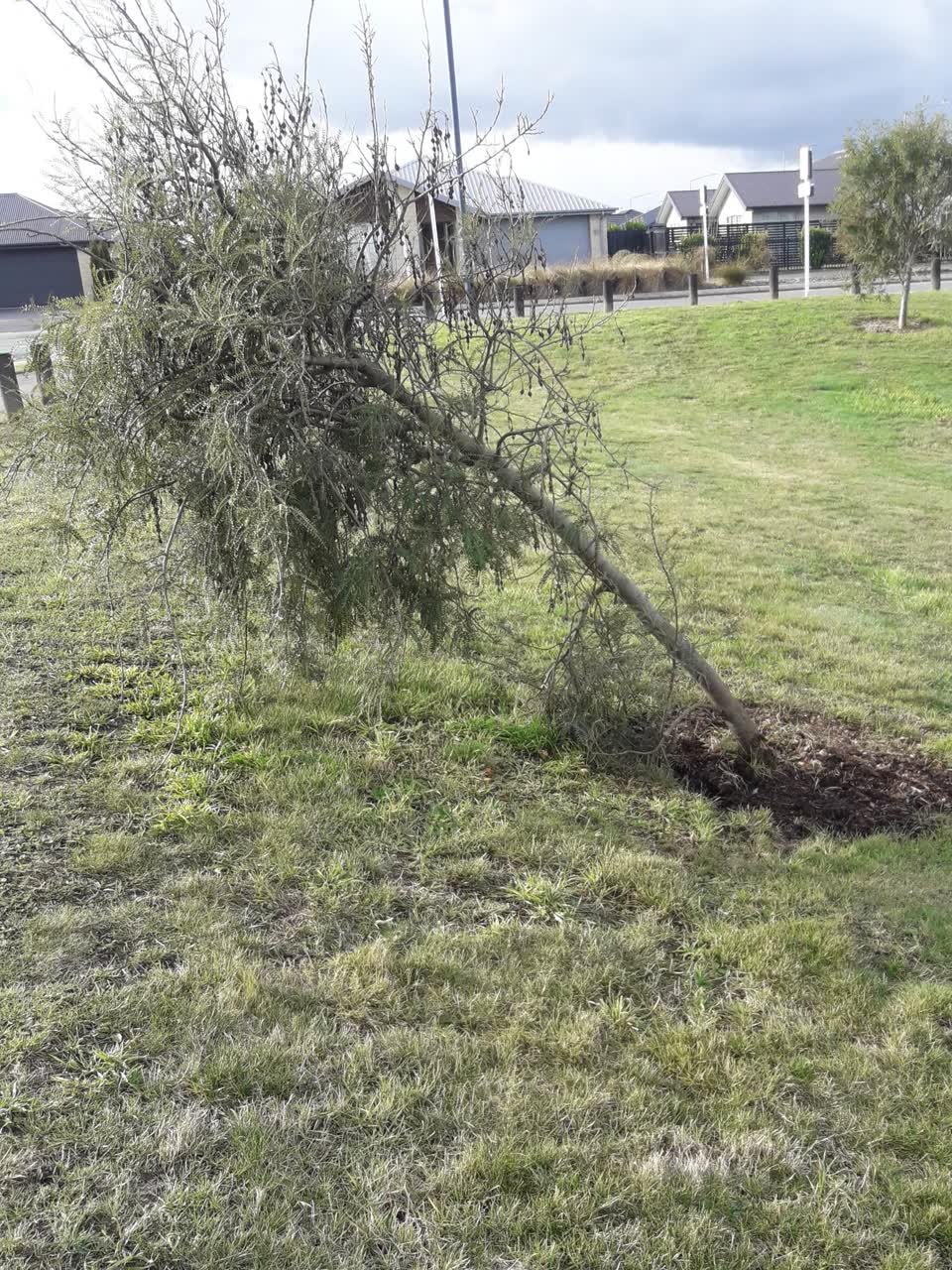 The photograph attached to this parks report