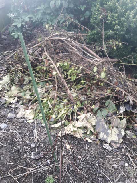 Rubbish/Recycling, a report photo