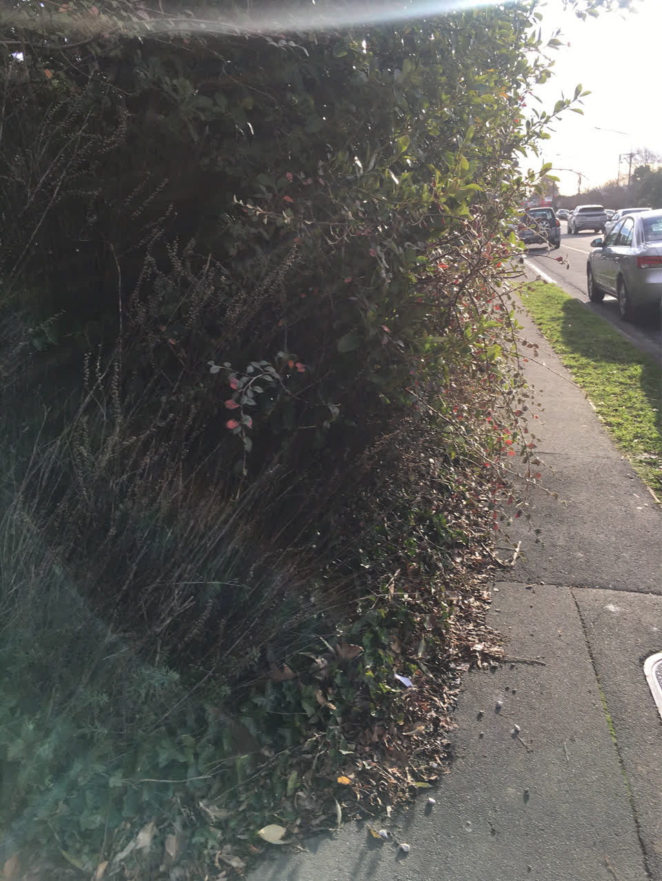 The photograph attached to this parks report