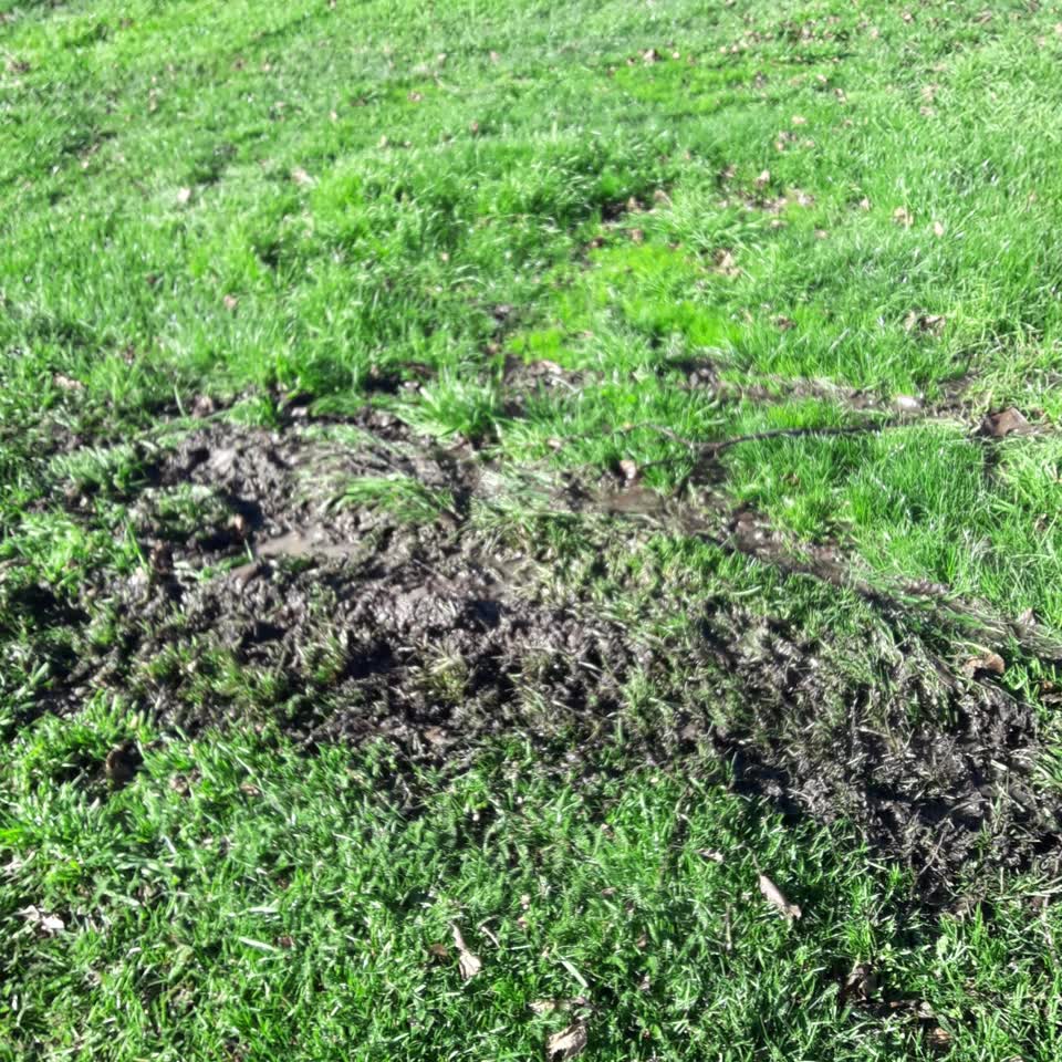 The photograph attached to this parks report