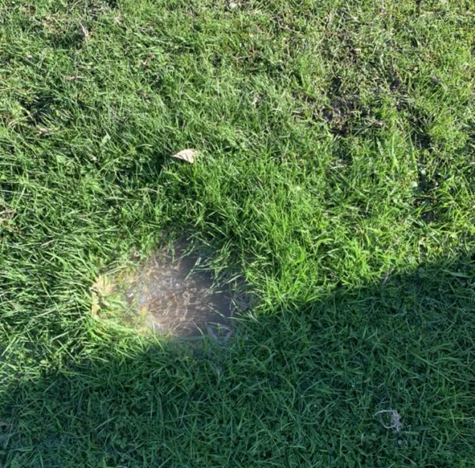 The photograph attached to this water supply report