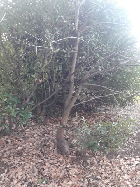 Parks, a report photo