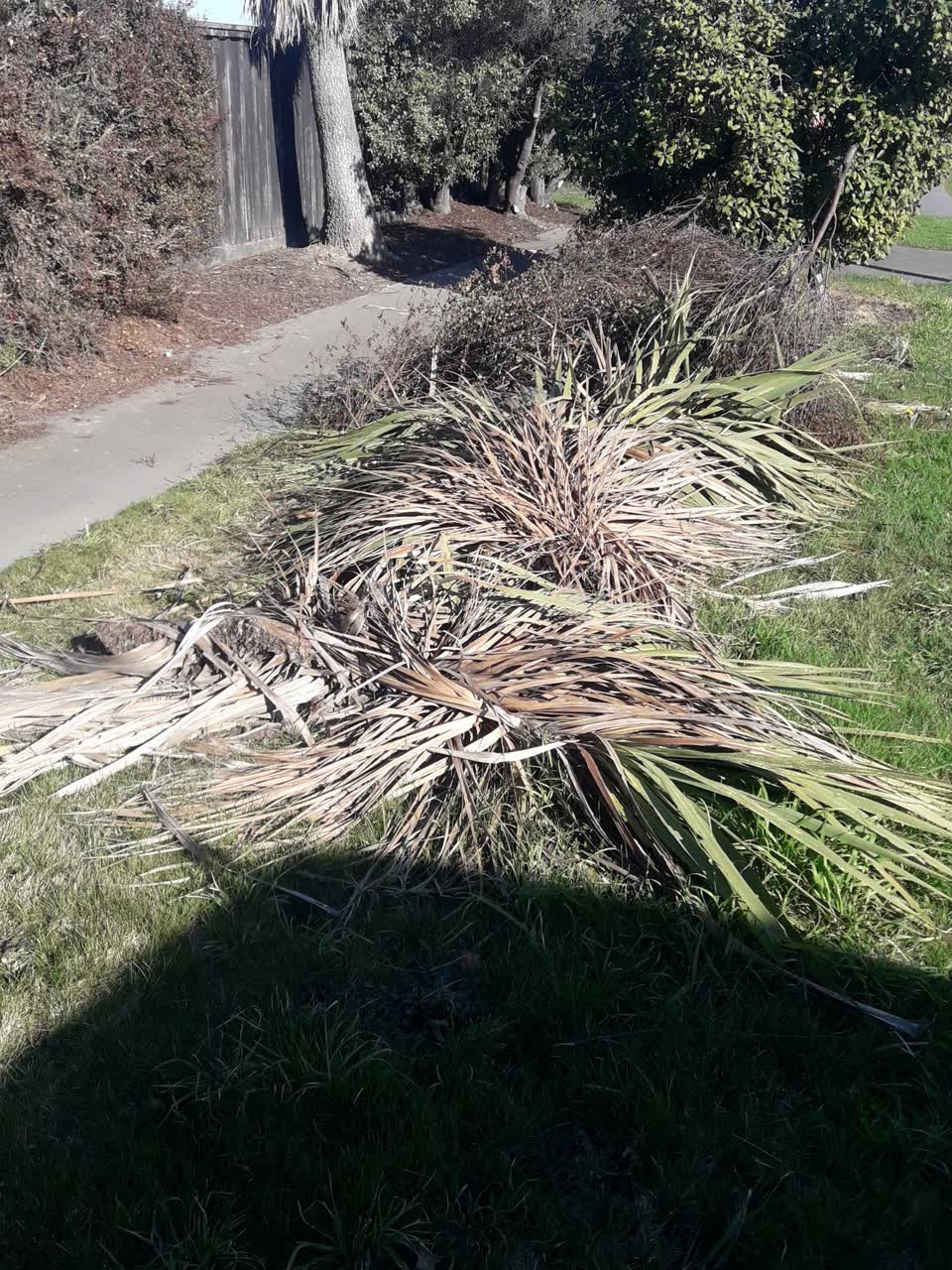 The photograph attached to this parks report
