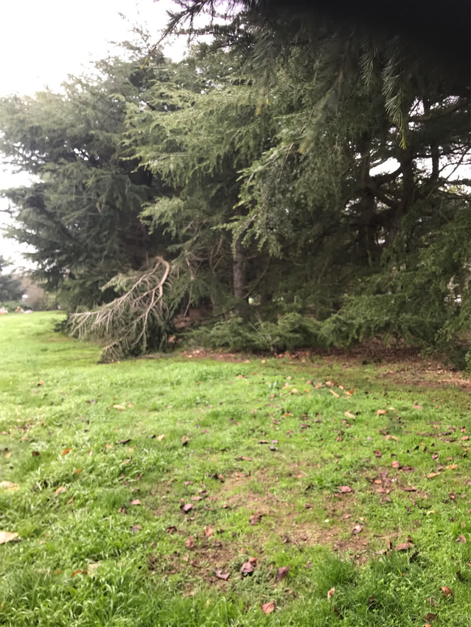 The photograph attached to this parks report