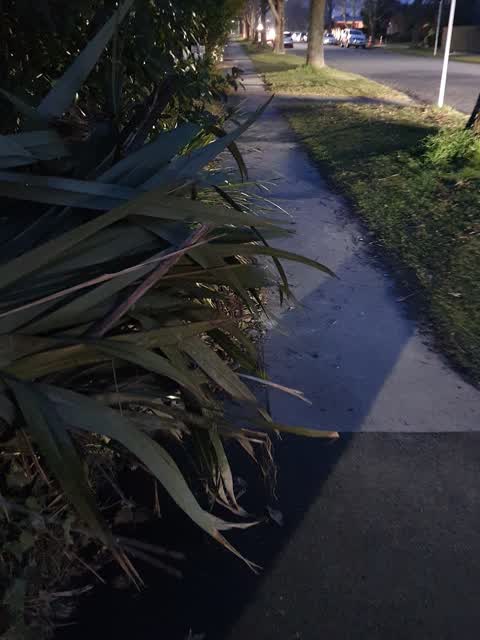 Roading/Streets, a report photo