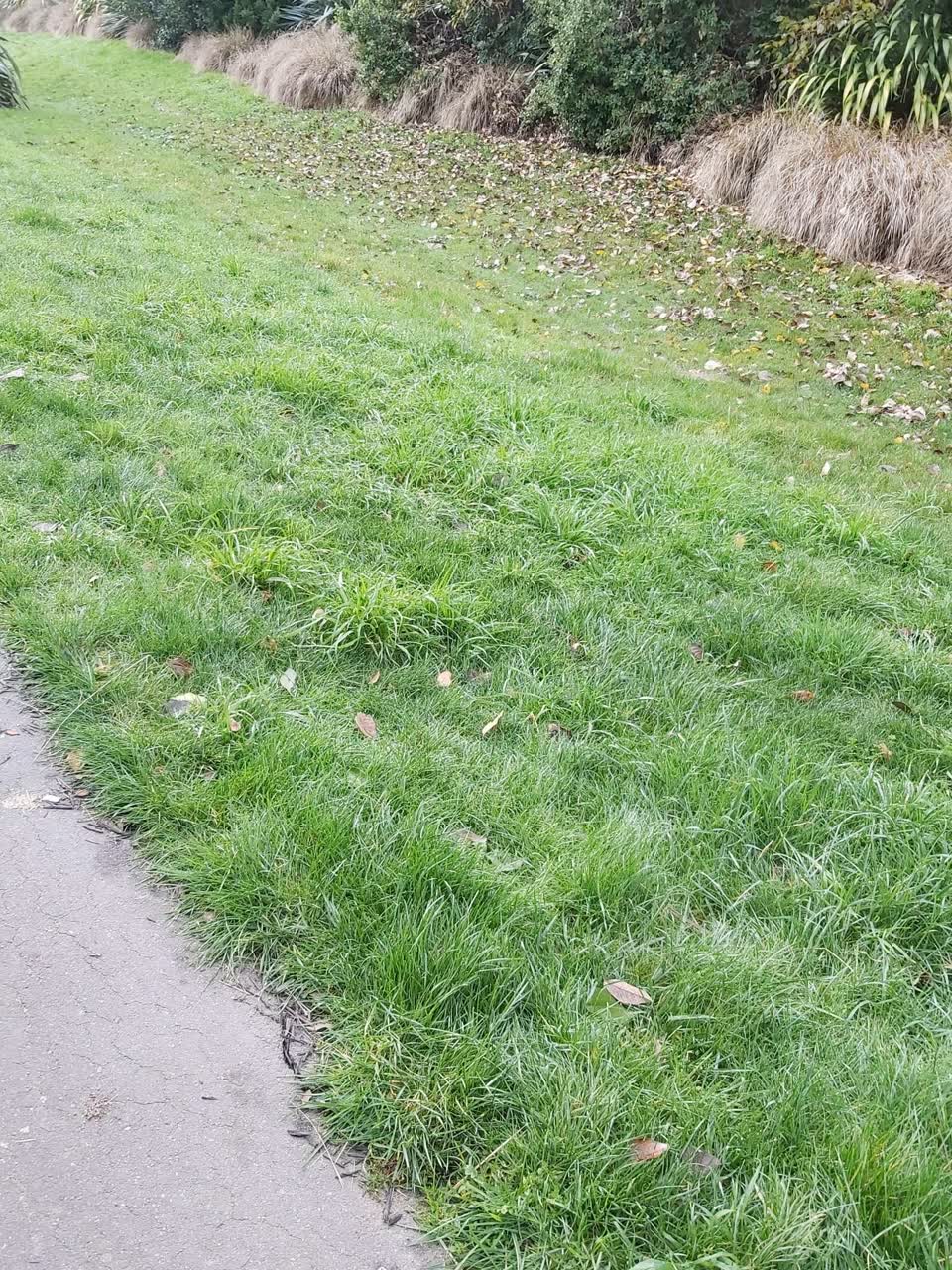 The photograph attached to this parks report
