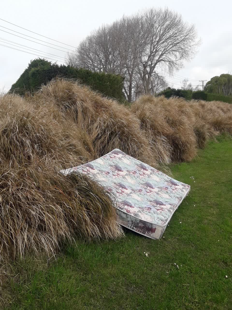 The photograph attached to this parks report