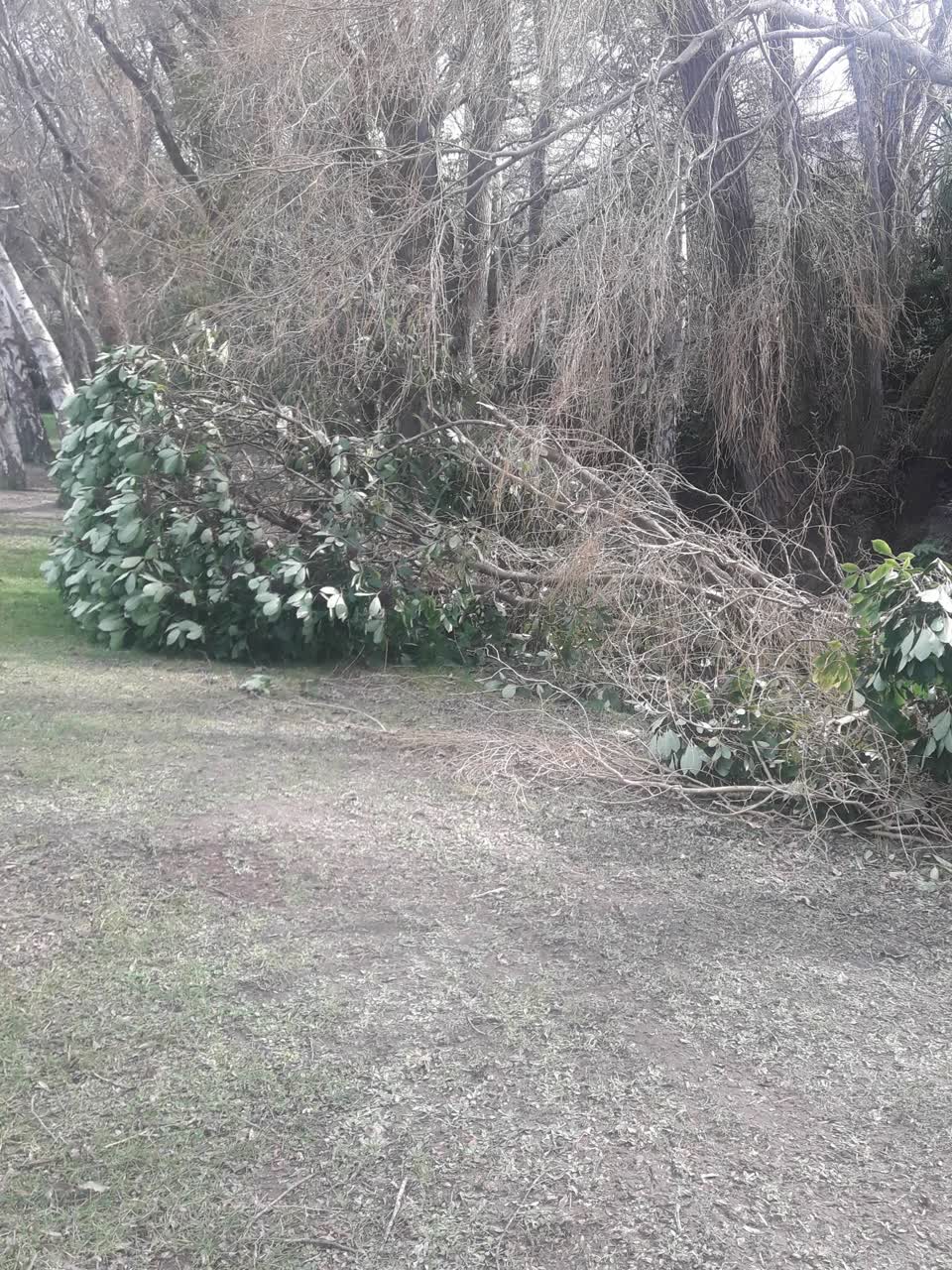 The photograph attached to this parks report