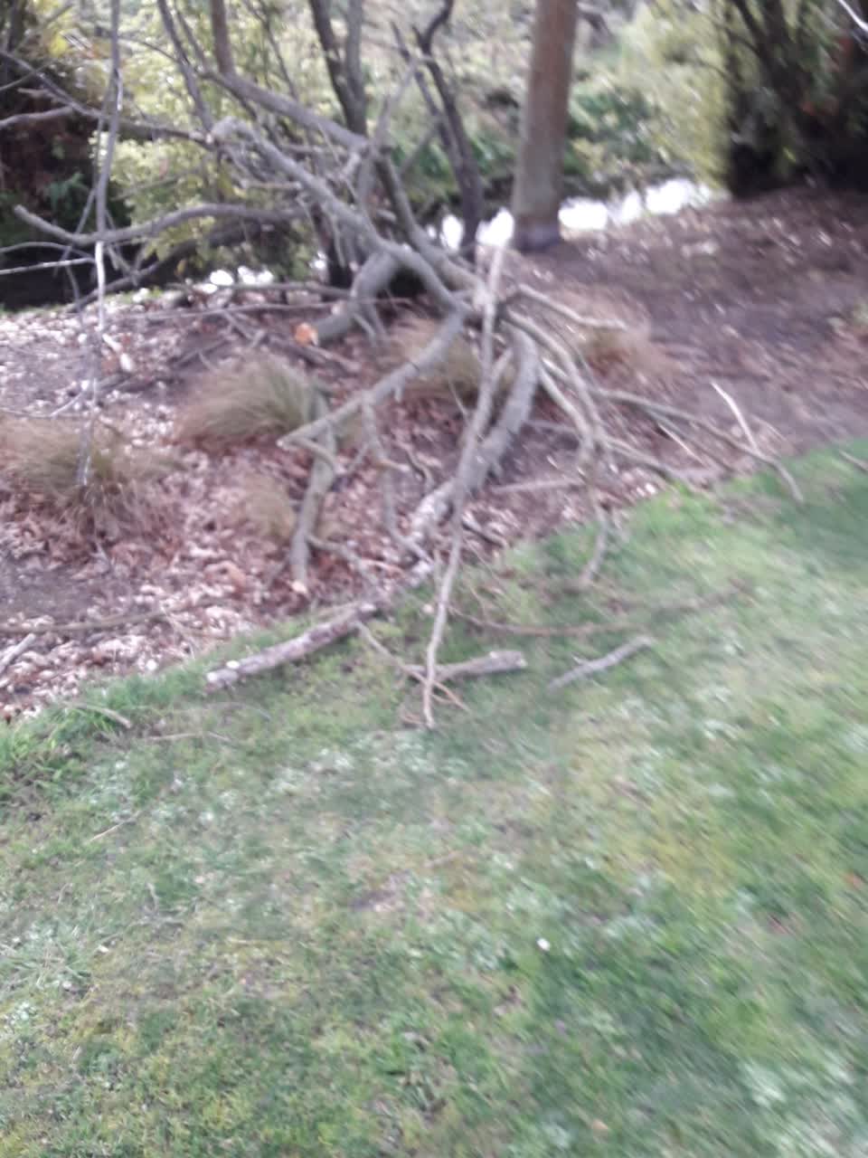 The photograph attached to this parks report