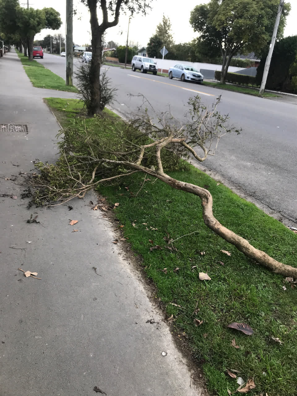 The photograph attached to this parks report