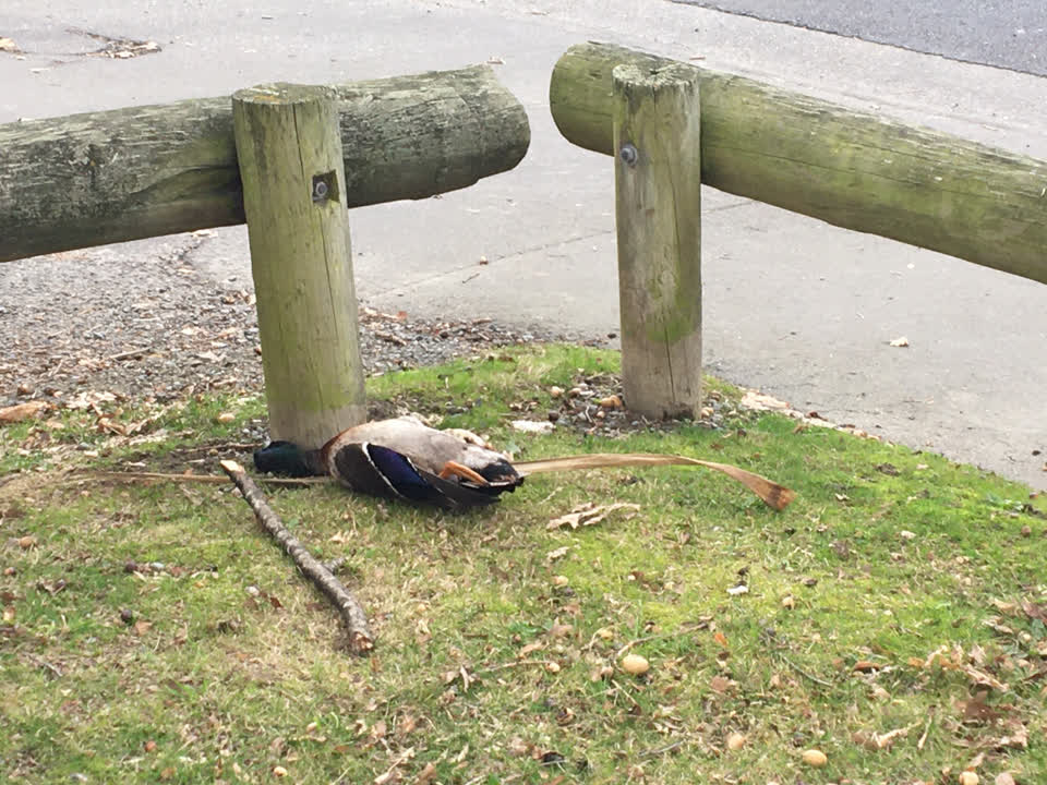 The photograph attached to this parks report