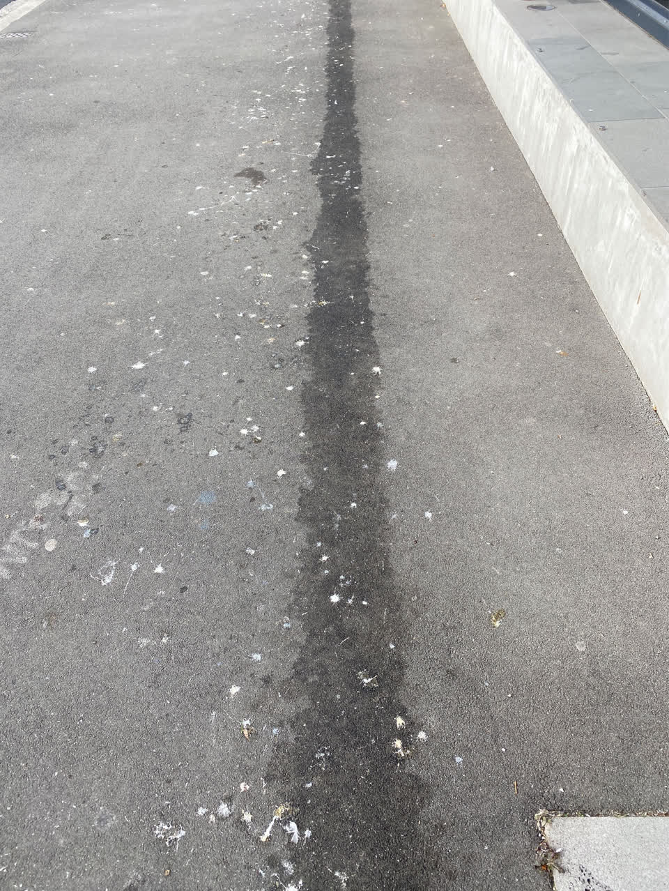 The photograph attached to this parks report
