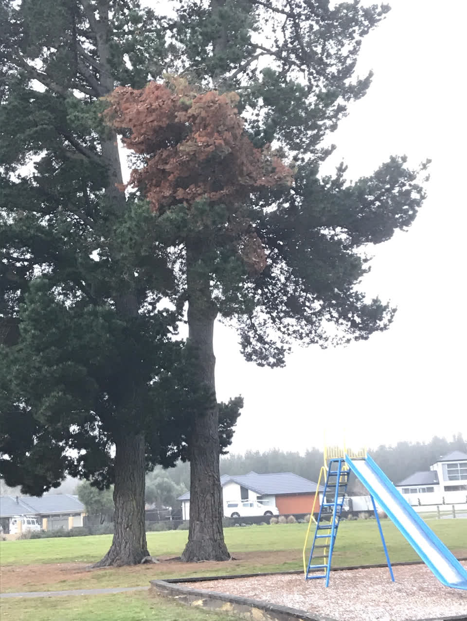 The photograph attached to this parks report