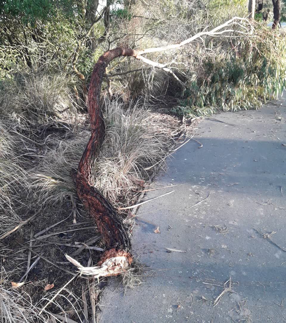 The photograph attached to this parks report