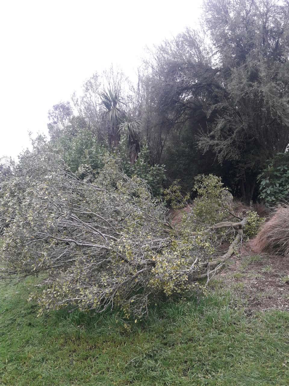 The photograph attached to this parks report