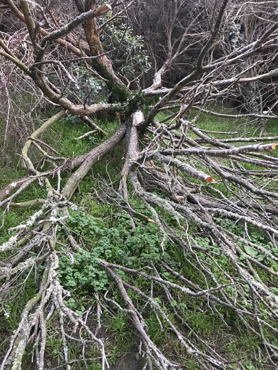 The photograph attached to this parks report