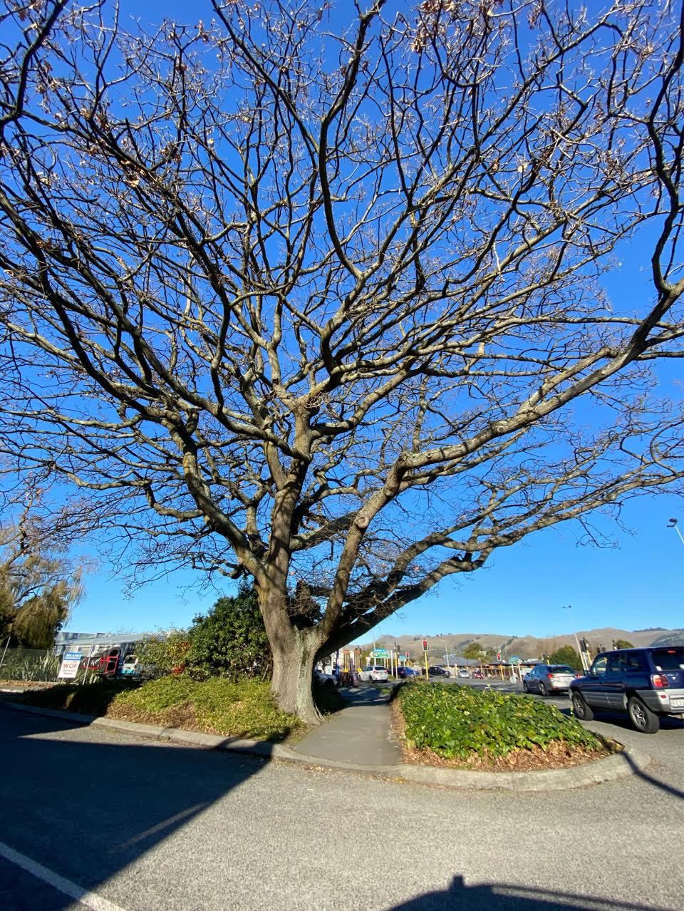The photograph attached to this parks report