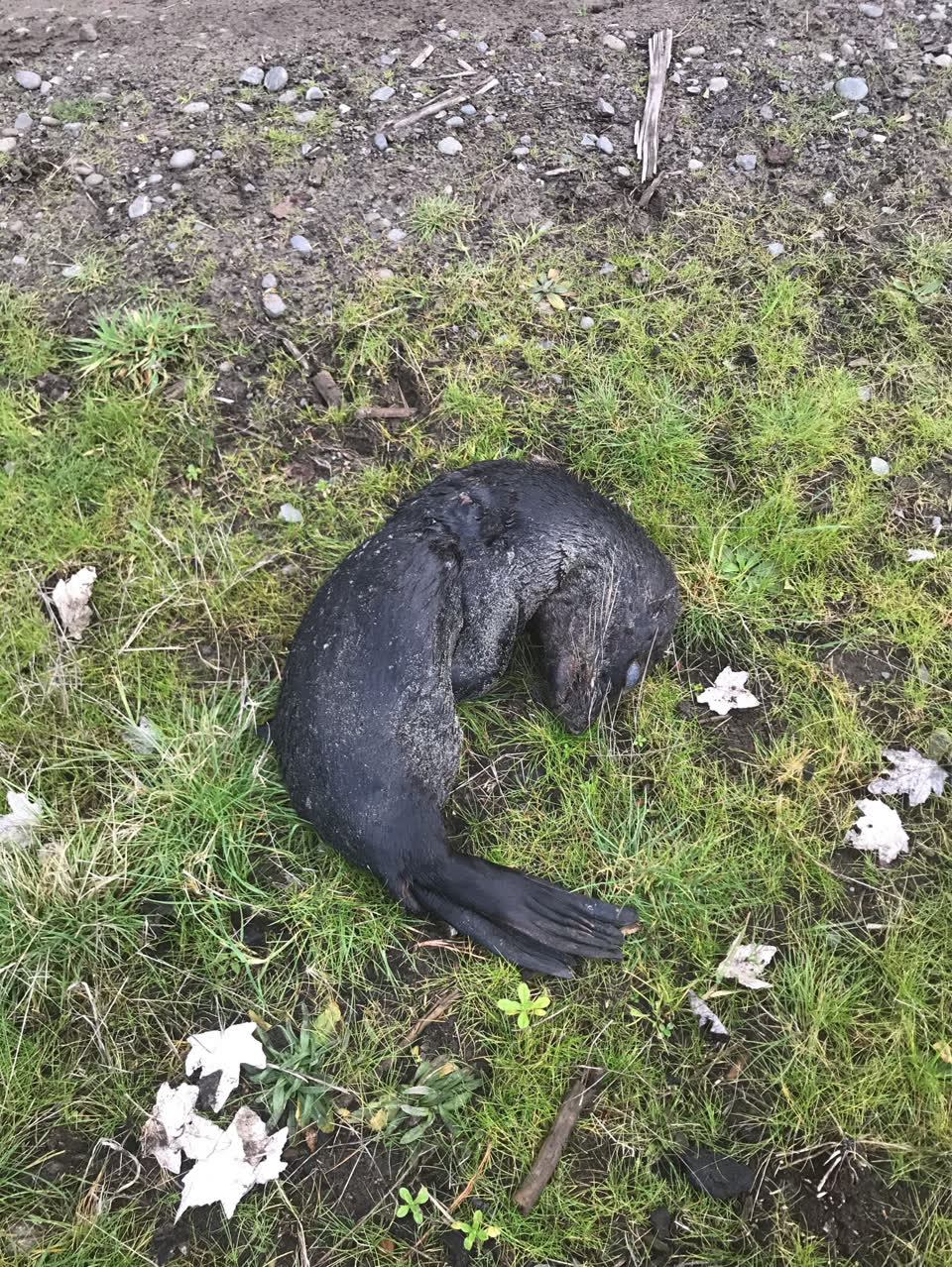 The photograph attached to this parks report