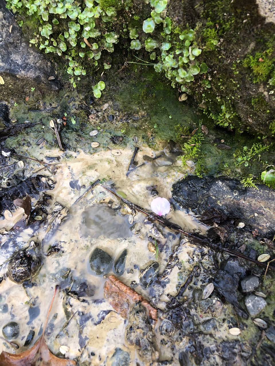 The photograph attached to this wastewater/stormwater report