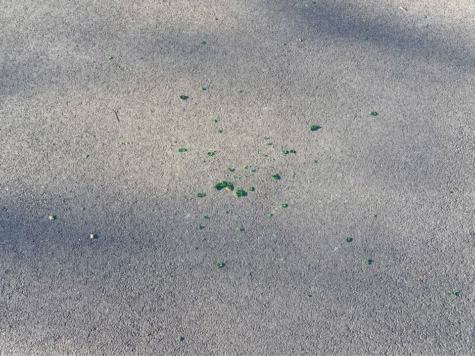 The photograph attached to this parks report