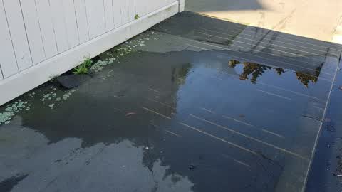 Water Supply, a report photo